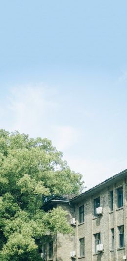 [2436x1125]建筑 房屋 大树 小清新 苹果手机壁纸图片