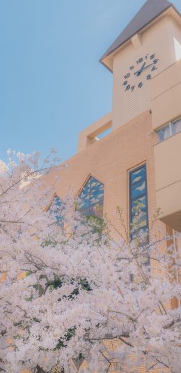 [2436x1125]建筑 时钟 樱花 鲜花 盛开 苹果手机壁纸图片