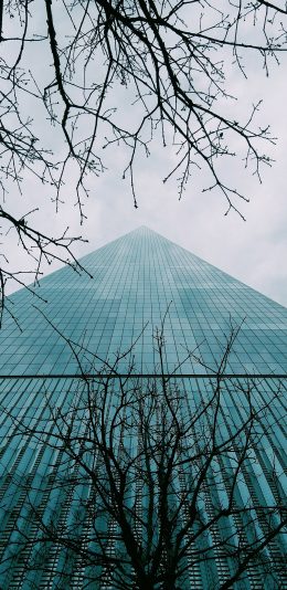 [2436x1125]建筑 树木 树枝 高楼 写字楼 苹果手机壁纸图片