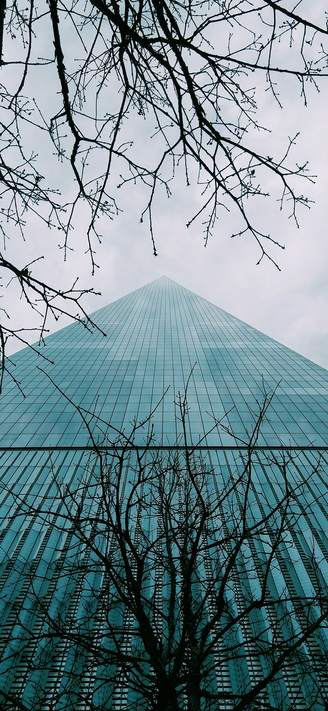 [2436×1125]建筑 树木 树枝 高楼 写字楼 苹果手机壁纸图片