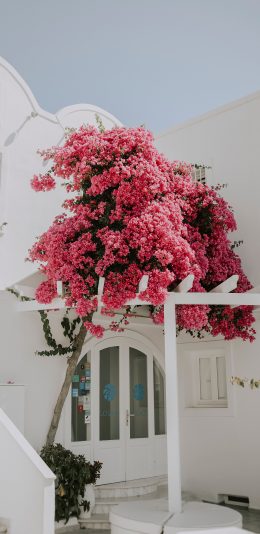 [2436x1125]建筑 白色 花季 庭院