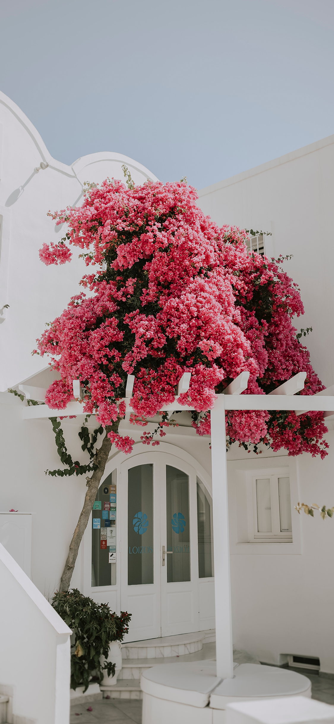 [2436×1125]建筑 白色 花季 庭院