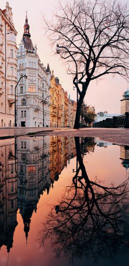 [2436x1125]建筑 设计 倒映 树木 苹果手机壁纸图片