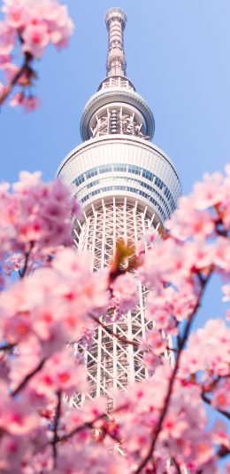 [2436x1125]建筑 高塔 鲜花 樱花 粉色 苹果手机壁纸图片