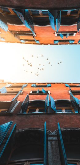 [2436x1125]建筑 鸟 仰视 天空 楼房 苹果手机壁纸图片
