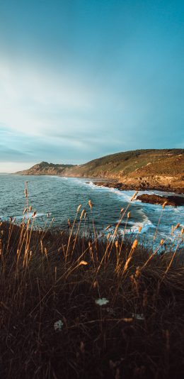 [2436x1125]悬崖 海景 杂草 自然 苹果手机壁纸图片