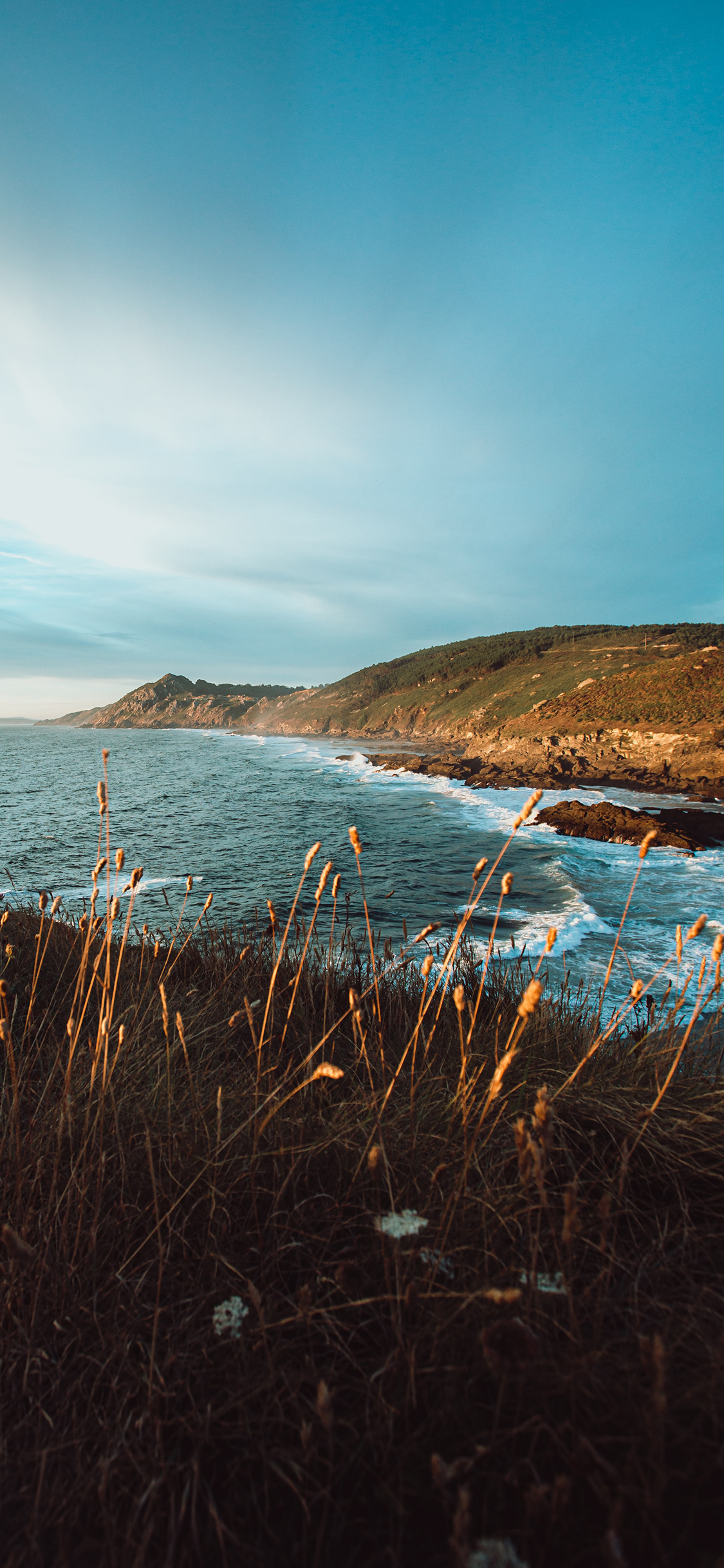 [2436×1125]悬崖 海景 杂草 自然 苹果手机壁纸图片