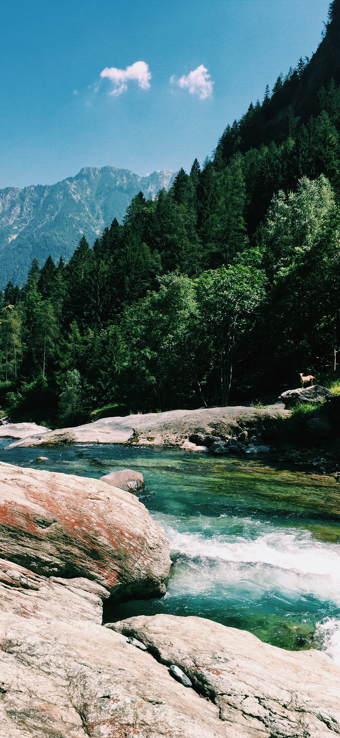 [2436×1125]户外 珊瑚 流水 高山 树林