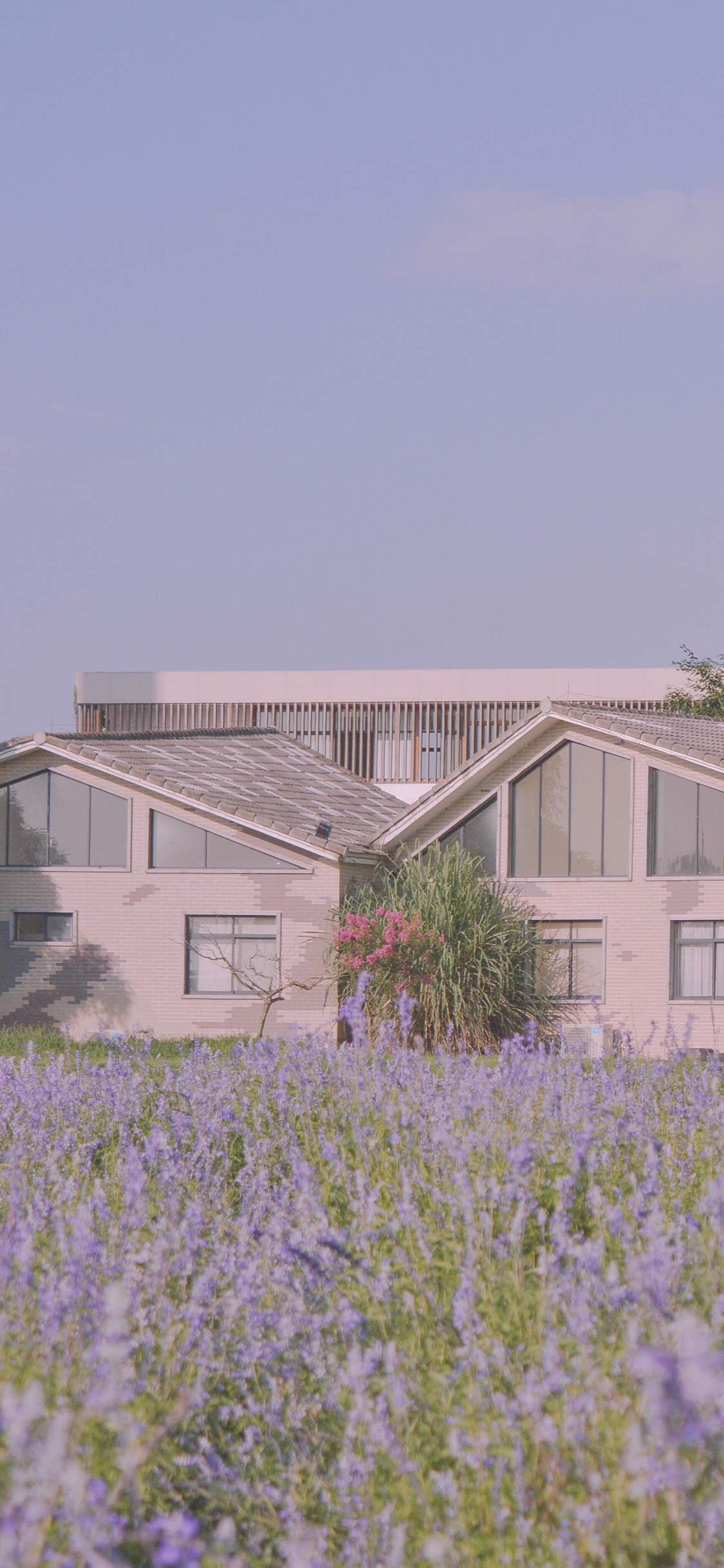 [2436×1125]房屋 薰衣草 紫色 浪漫 花田 苹果手机壁纸图片