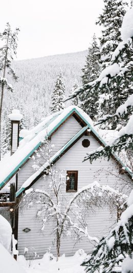 [2436x1125]房屋 雪季 针叶林 厚雪 苹果手机壁纸图片