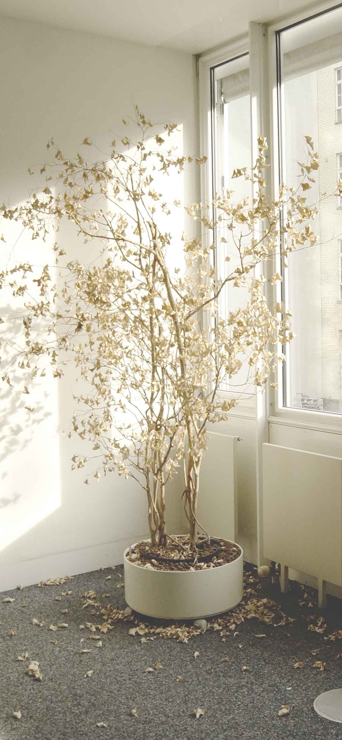 [2436×1125]房间 洁白 阳光 盆栽 凋零 落叶 意境 苹果手机壁纸图片