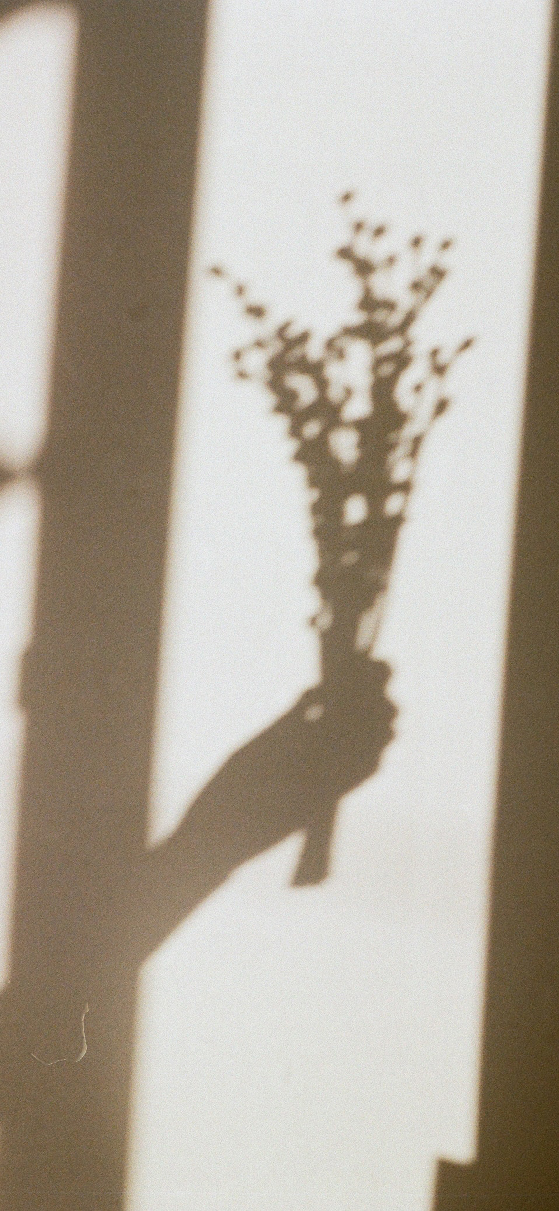 [2436×1125]投影 花束 阳光 唯美 苹果手机壁纸图片