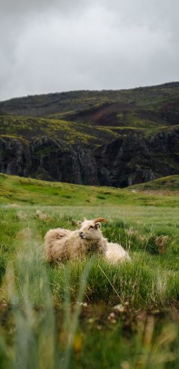 [2436x1125]放牧 草地 牧羊 羊群 苹果手机壁纸图片