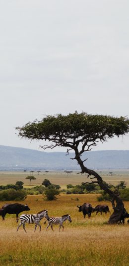 [2436x1125]斑马 草原 自然保护区 牛群 苹果手机壁纸图片