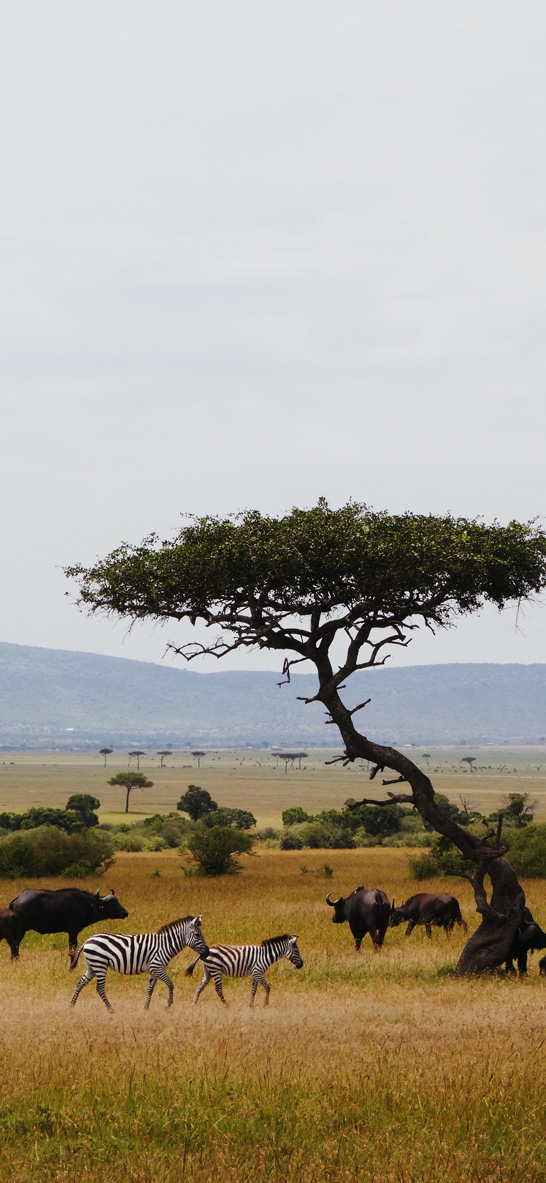 [2436×1125]斑马 草原 自然保护区 牛群 苹果手机壁纸图片