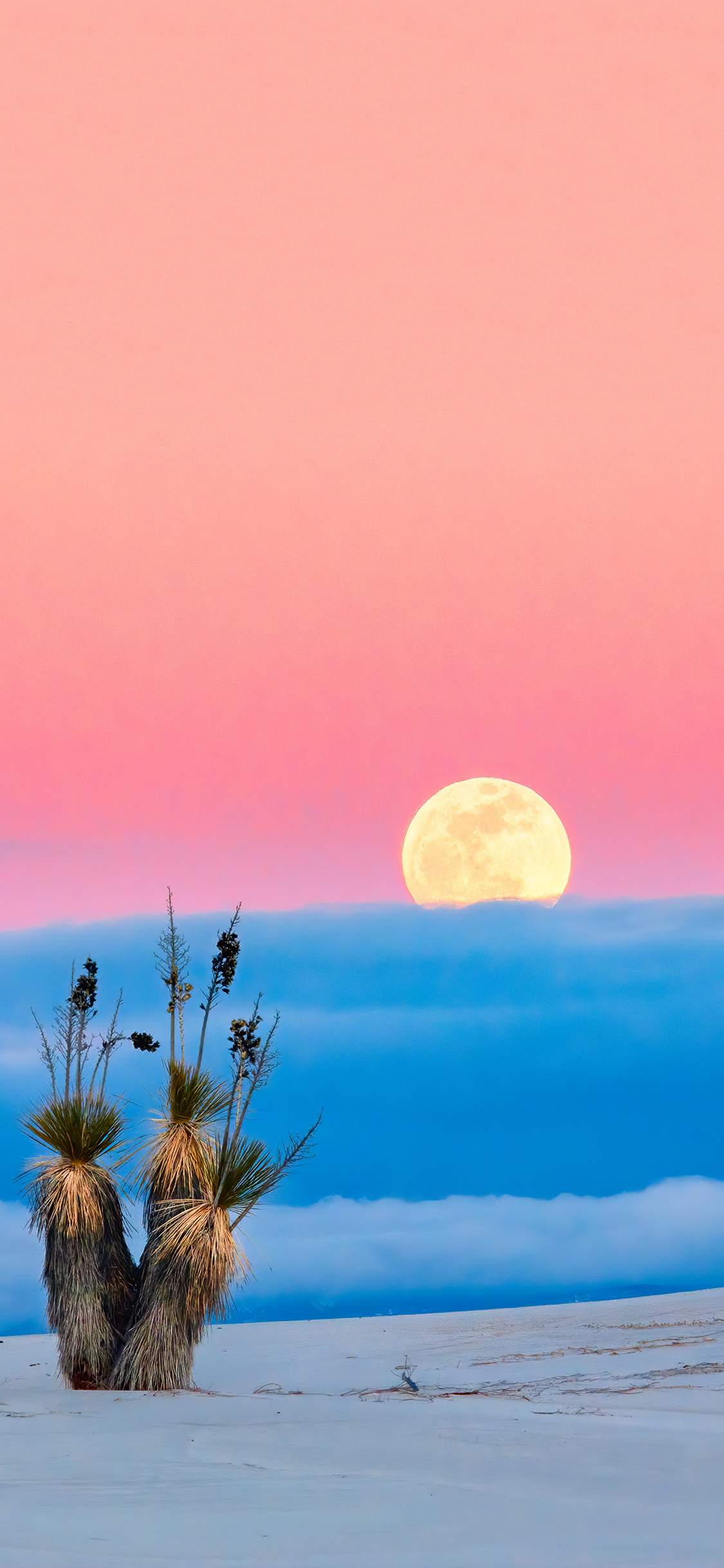 [2436×1125]日出 自然美景 沙漠 绿植 苹果手机壁纸图片