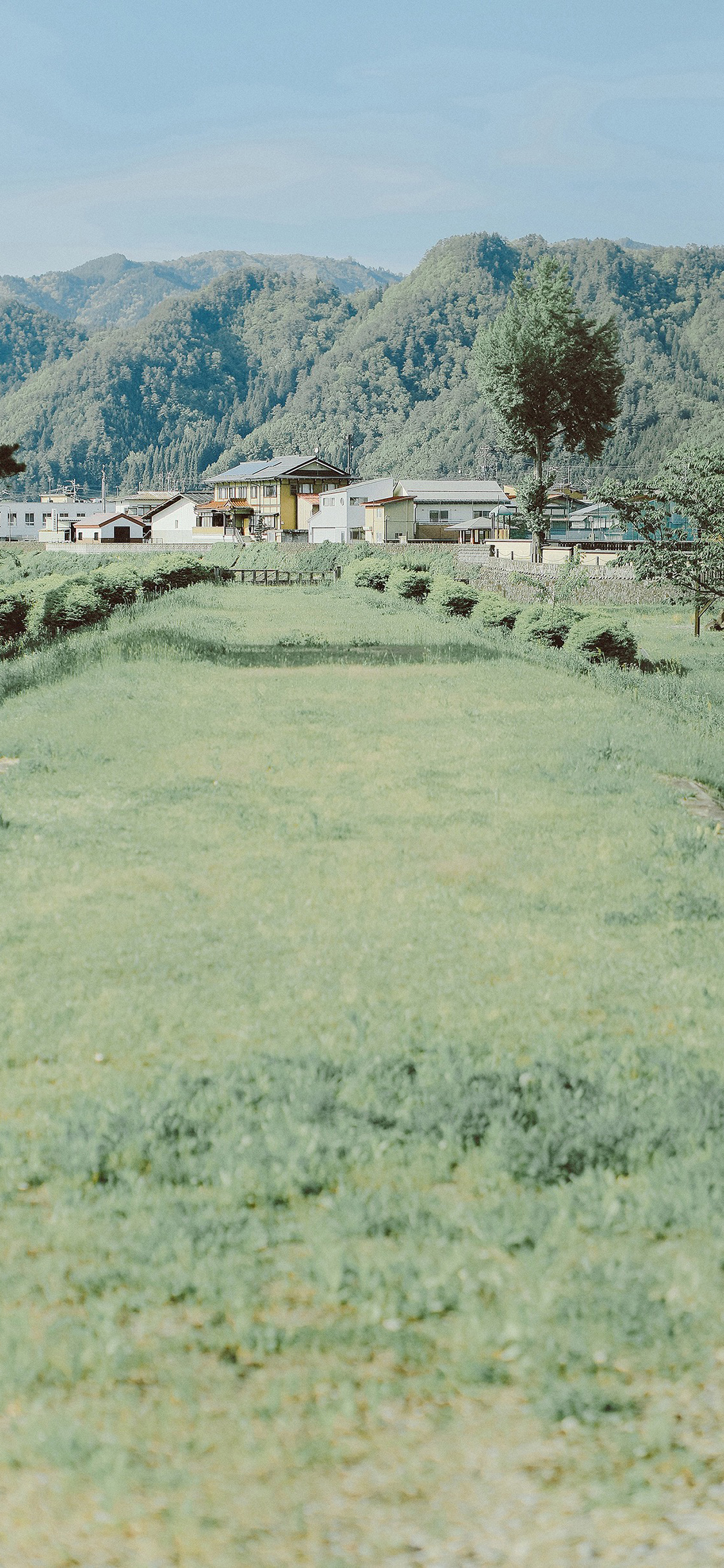 [2436×1125]日本 城市 小清新 绿色 草坪 苹果手机壁纸图片