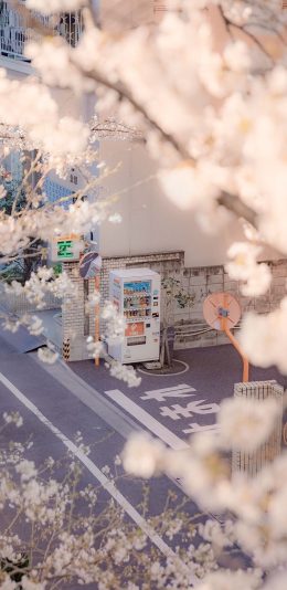[2436x1125]日本 街景 饮品贩卖机 樱花 唯美 苹果手机壁纸图片