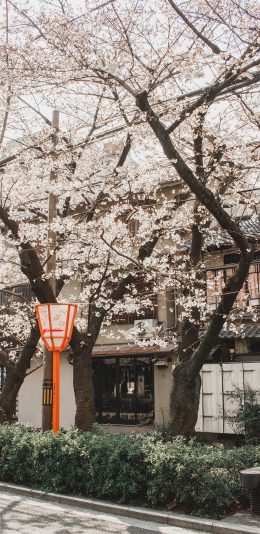 [2436x1125]日系 建筑 樱花树 浪漫 苹果手机壁纸图片