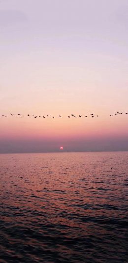 [2436x1125]日落 大雁 大海 夕阳 苹果手机壁纸图片