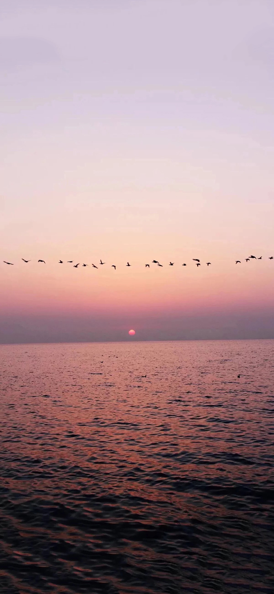 [2436×1125]日落 大雁 大海 夕阳 苹果手机壁纸图片