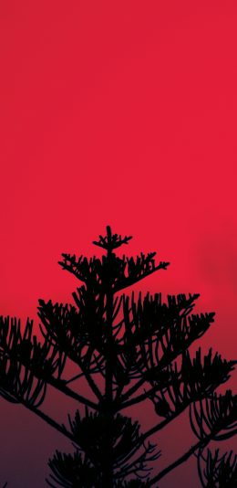 [2436x1125]昏暗 夕阳 树木 枝头 苹果手机壁纸图片