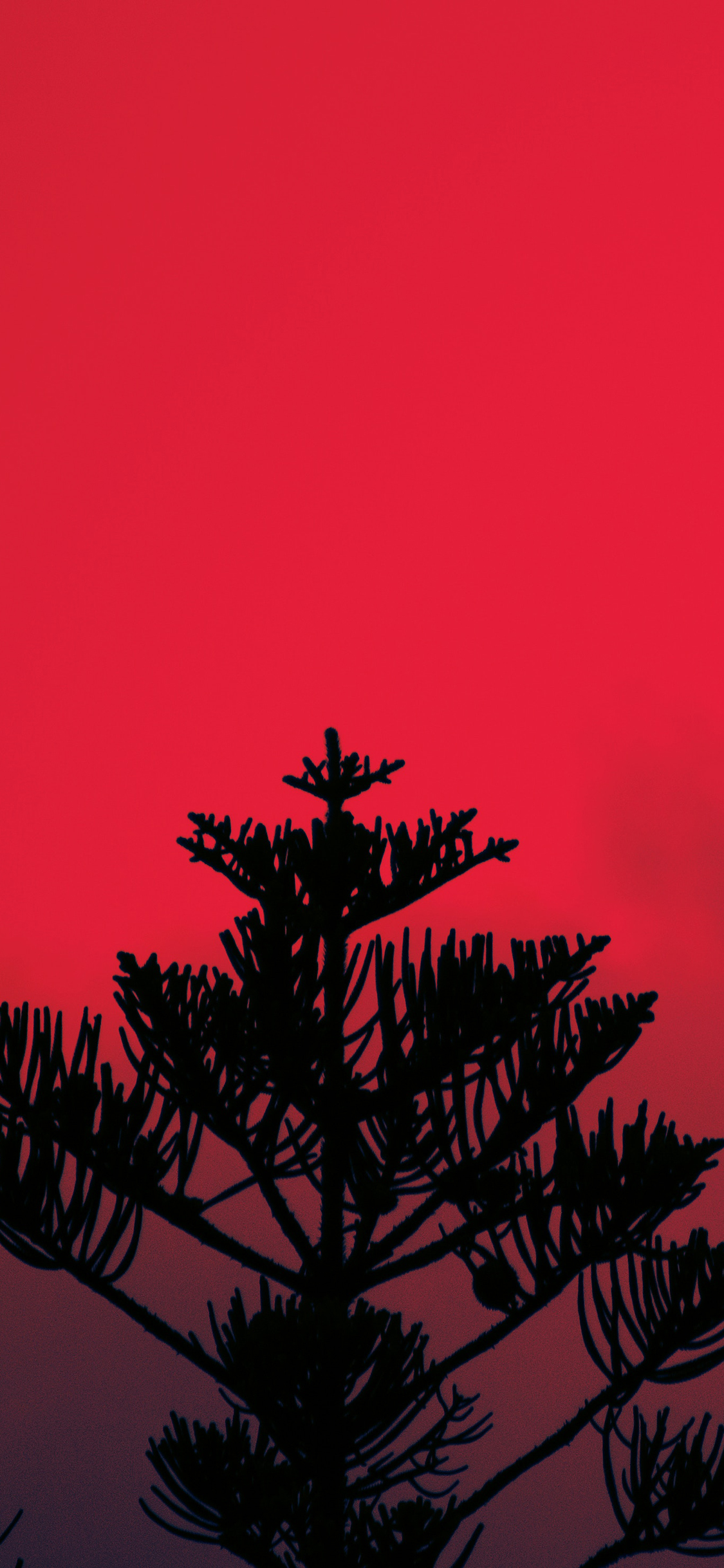 [2436×1125]昏暗 夕阳 树木 枝头 苹果手机壁纸图片