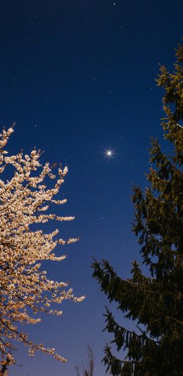 [2436x1125]星空 夜景 月亮 树木 苹果手机壁纸图片