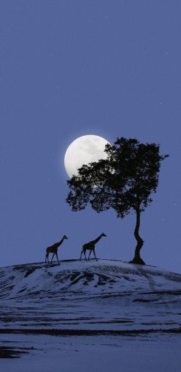 [2436x1125]星空 夜景 树木 长颈鹿 苹果手机壁纸图片