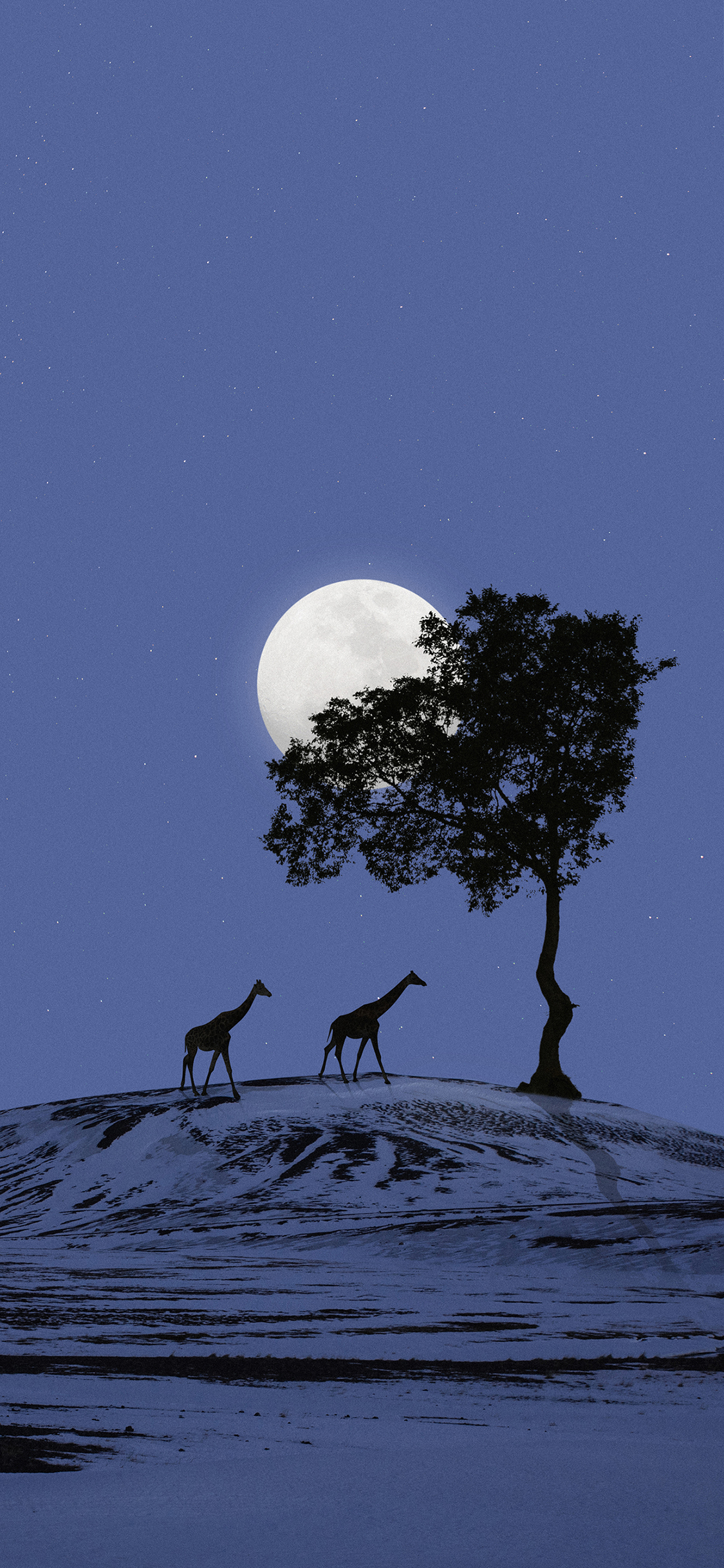 [2436×1125]星空 夜景 树木 长颈鹿 苹果手机壁纸图片