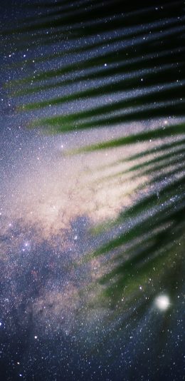 [2436x1125]星空 夜景 棕榈叶 梦幻 苹果手机壁纸图片