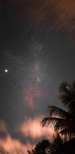 [2436x1125]星空 夜景 椰树 梦幻 苹果手机壁纸图片