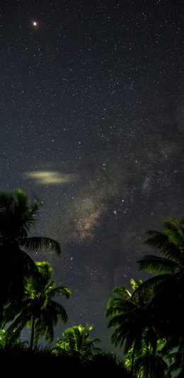 [2436x1125]星空 夜景 椰树 静谧 苹果手机壁纸图片