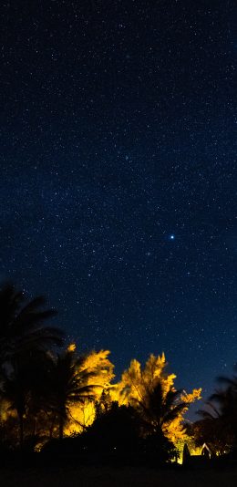 [2436x1125]星空 夜空 树木 静谧 苹果手机壁纸图片