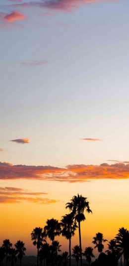 [2436x1125]晚霞 夕阳美景 椰树 唯美 苹果手机壁纸图片
