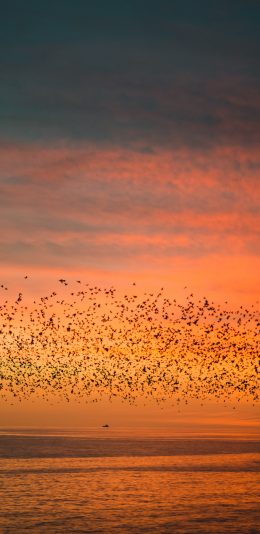 [2436x1125]晚霞 大海 飞鸟 唯美、 苹果手机壁纸图片
