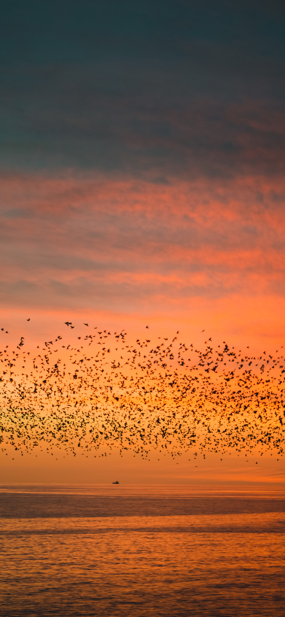 [2436×1125]晚霞 大海 飞鸟 唯美、 苹果手机壁纸图片