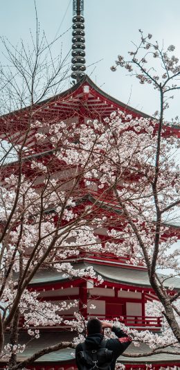 [2436x1125]景点 浅草寺 樱花树 寺庙 苹果手机壁纸图片