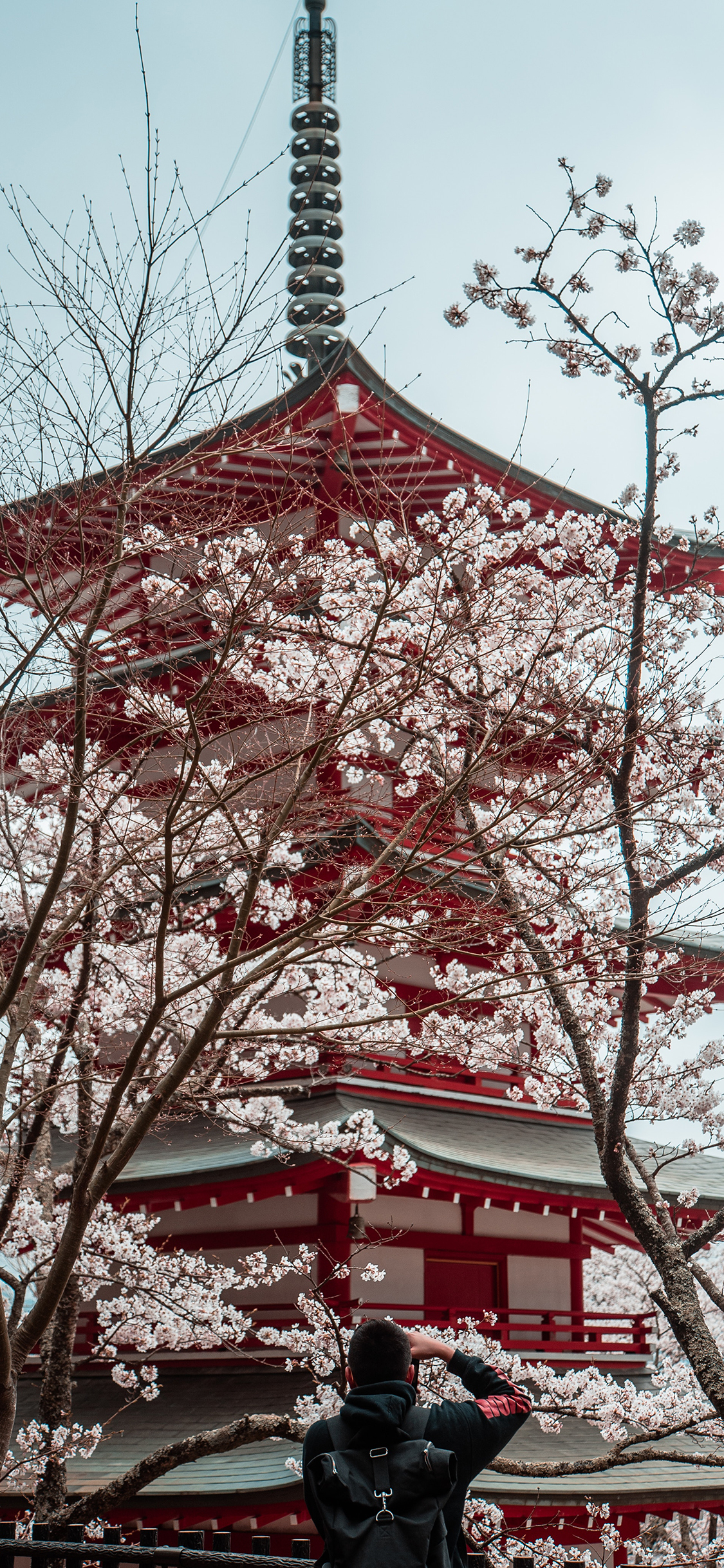 [2436×1125]景点 浅草寺 樱花树 寺庙 苹果手机壁纸图片