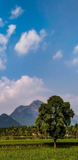 [2436x1125]景色 天空 蔚蓝 树木 苹果手机壁纸图片