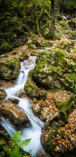 [2436x1125]景色 小溪 溪流 石阶 苔藓 苹果手机壁纸图片