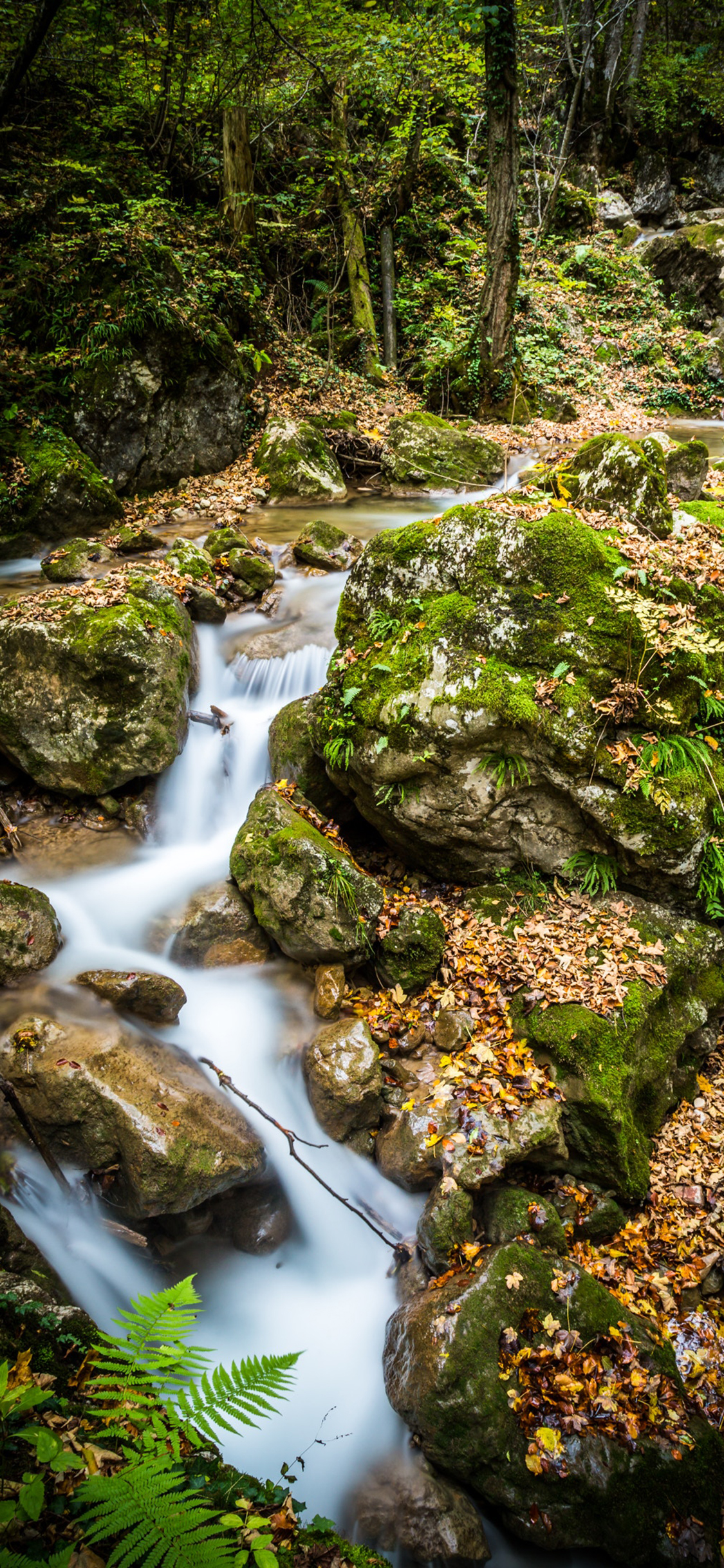 [2436×1125]景色 小溪 溪流 石阶 苔藓 苹果手机壁纸图片