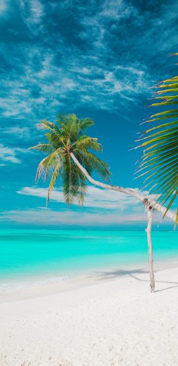 [2436x1125]景色 度假 沙滩 碧海蓝天 椰树 苹果手机壁纸图片