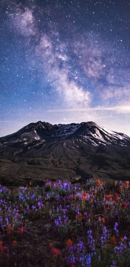 [2436x1125]景色 景观 薰衣草 花田 星空 苹果手机壁纸图片