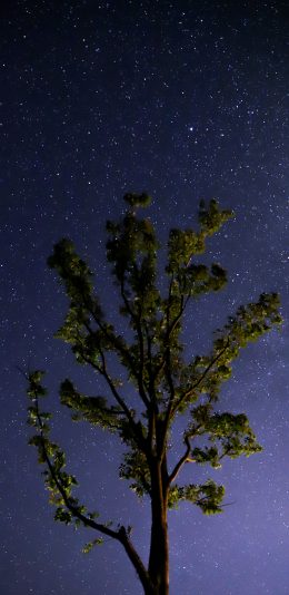 [2436x1125]景色 树木 星星 星空 璀璨 夜晚 苹果手机壁纸图片