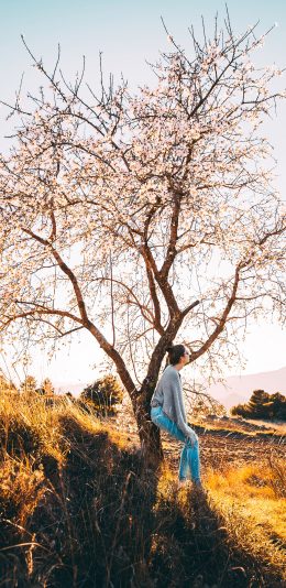 [2436x1125]景色 树木 花季 女孩 阳光 苹果手机壁纸图片