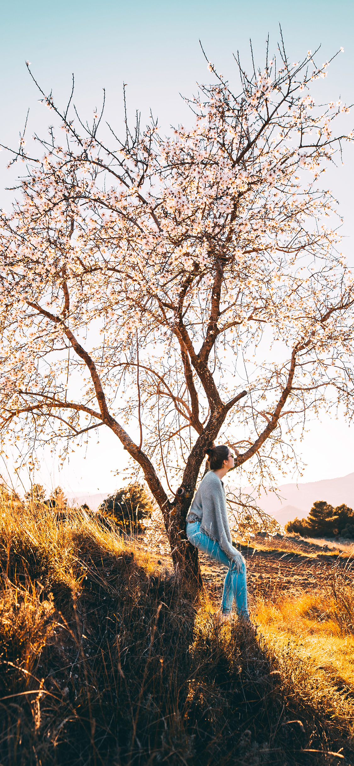 [2436×1125]景色 树木 花季 女孩 阳光 苹果手机壁纸图片