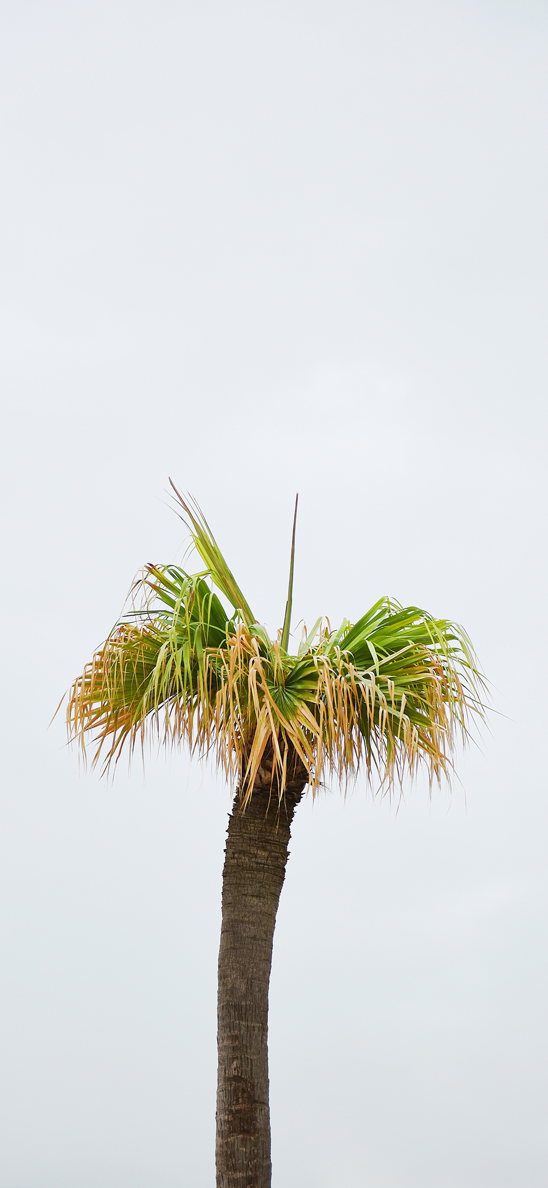 [2436×1125]景色 椰树 树叶 天空 苹果手机壁纸图片
