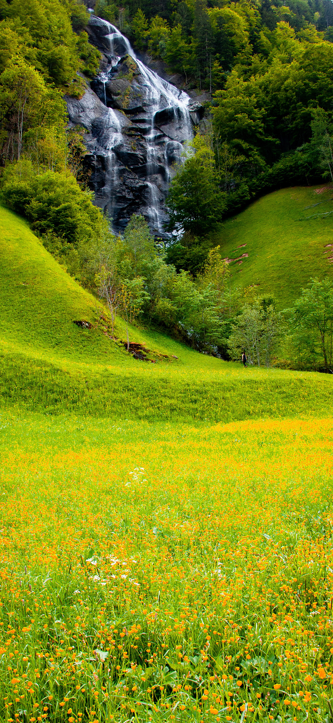 [2436×1125]景色 花田 瀑布 树林 绿意 苹果手机壁纸图片