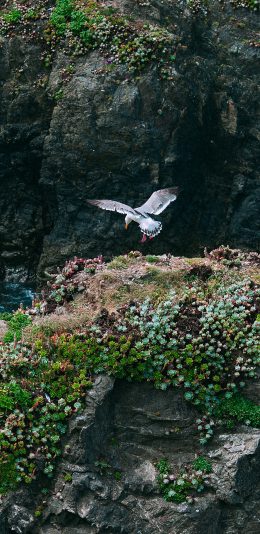 [2436x1125]景色 飞鸟 峭壁 绿植 生长 苹果手机壁纸图片